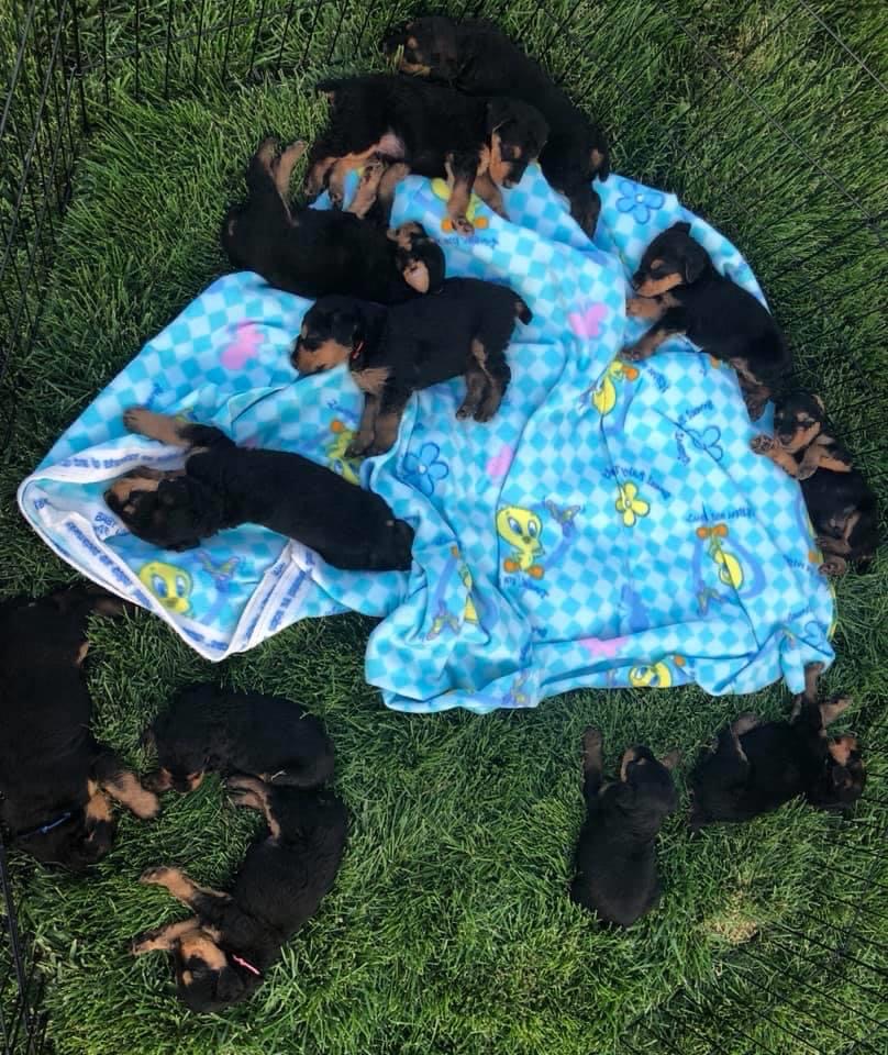 puppies in the grass