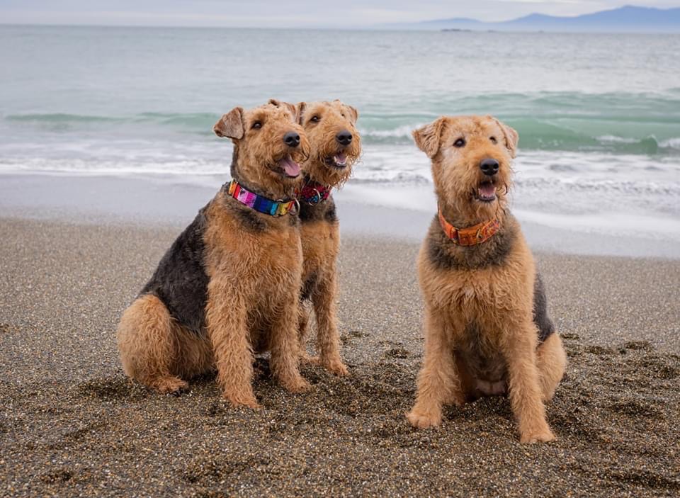 Airedales